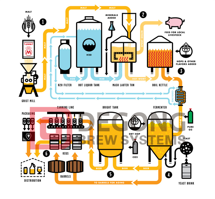 What are the steps involved in the beer brewing process?